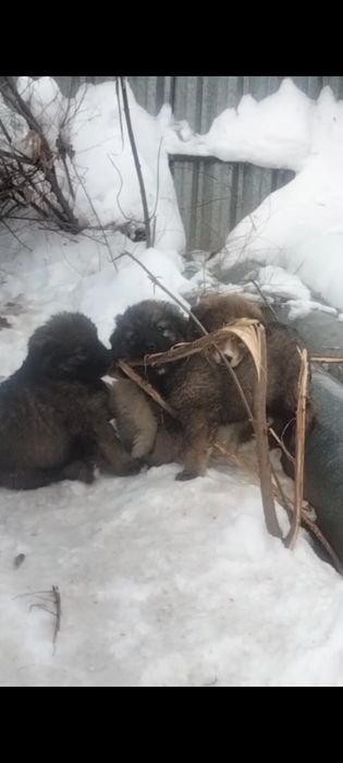 Щенки,пять осталось .