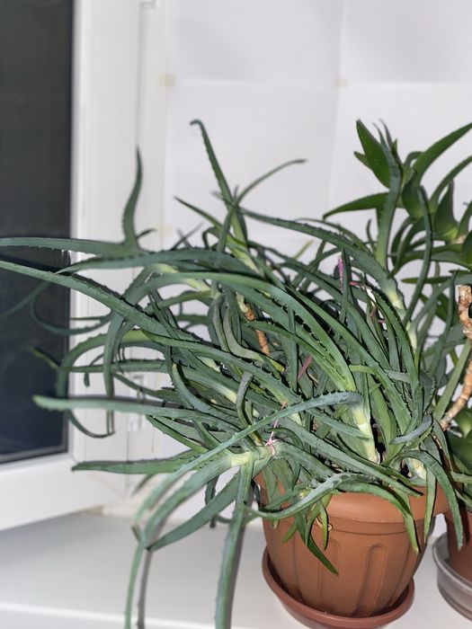 Продается Алоэ столетник