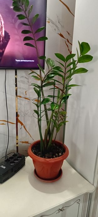 Комнатные цветы недорого