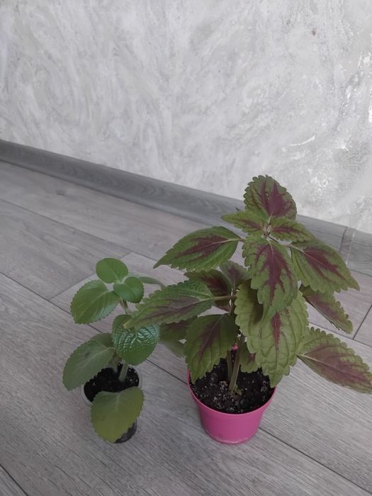 Комбо из 4х цветов 2500