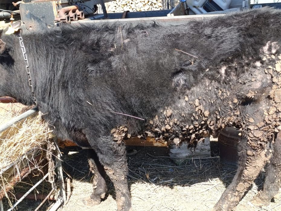 Продам быка Ангус