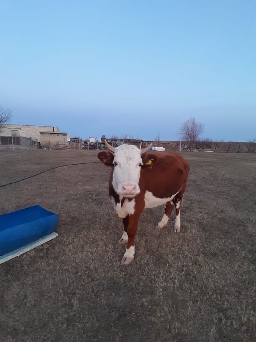 Сиыр сатылады 110млн