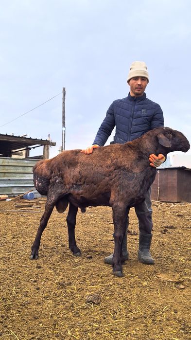 Продам кошкар гиссар 3года рост 1метр