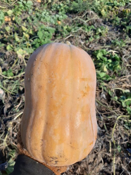 Yapon qovoq sotuvda