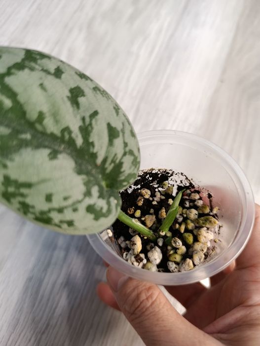 Продам сциндапсусы эпипремнумы филодендрон