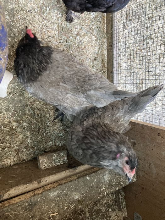 Oua incubat olive egger, australorp, gat golas, rate motate cu polare