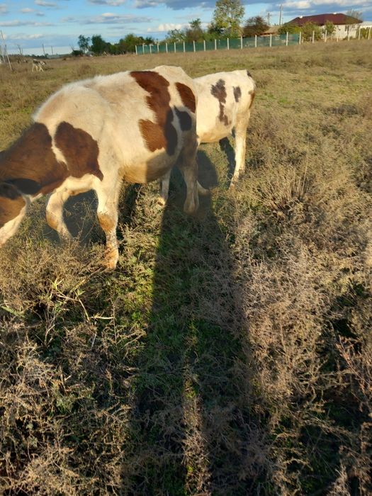 Vind 2 vitei din vacile mele