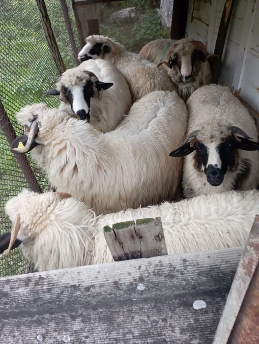 Oi tinere de vanzare