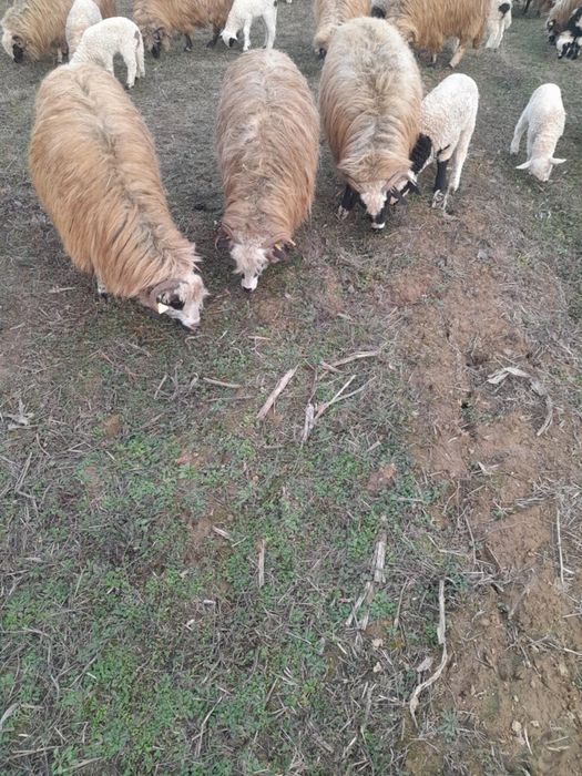 Vând oi tinere cu miei