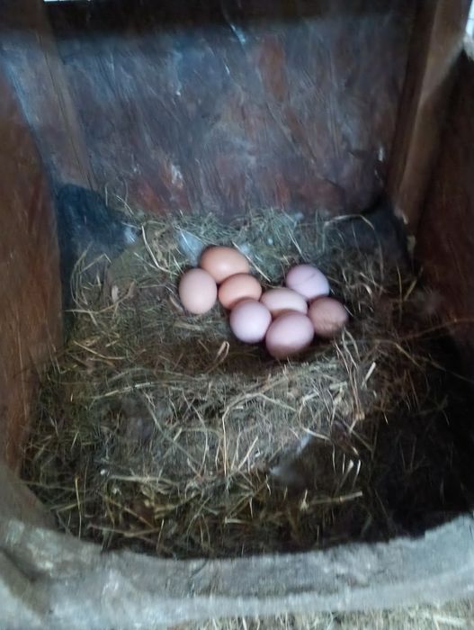 Vând ouă pentru incubat
