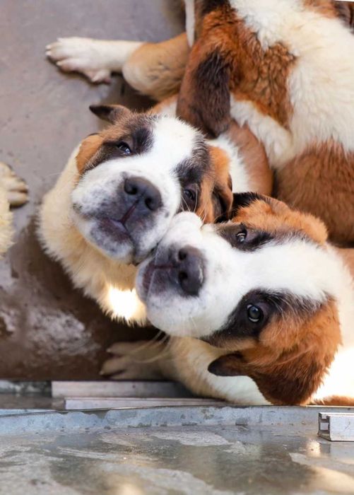 Saint Bernand 3 luni