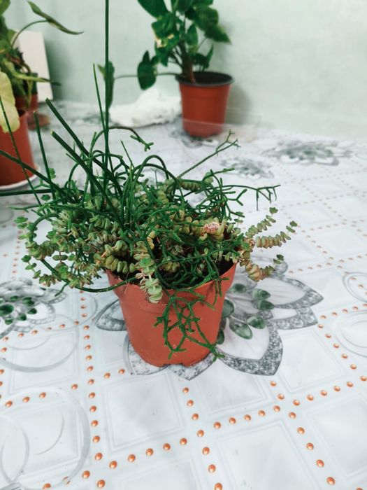 Комнатные цветы, суккуленты и сингониум