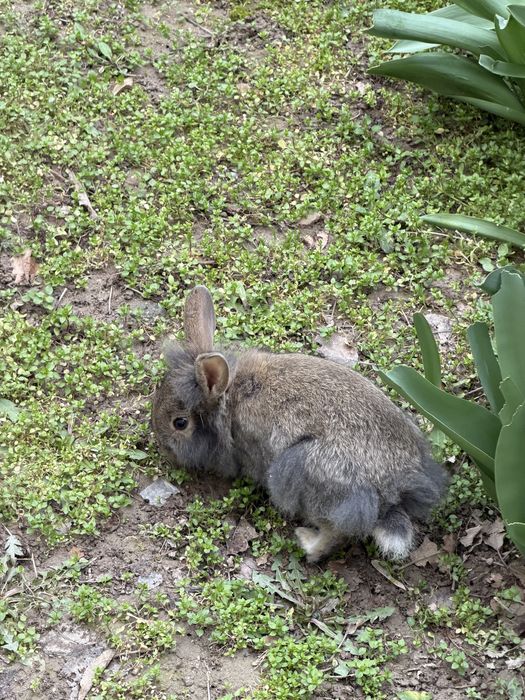 Куйончалар сотилади 2 дона