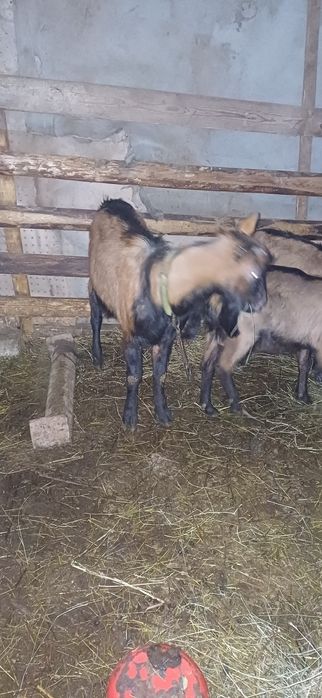 Țapi alpinism francezi originali