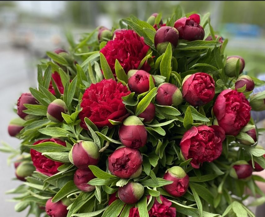 Продам клубни пионов.