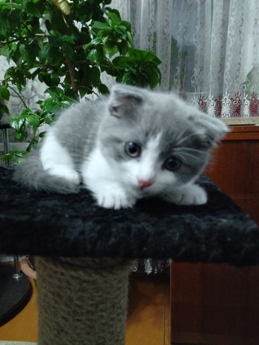 Отдам котёнка в добрые руки