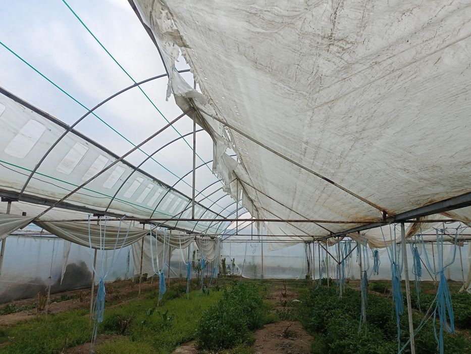 Парник 6 сотокли