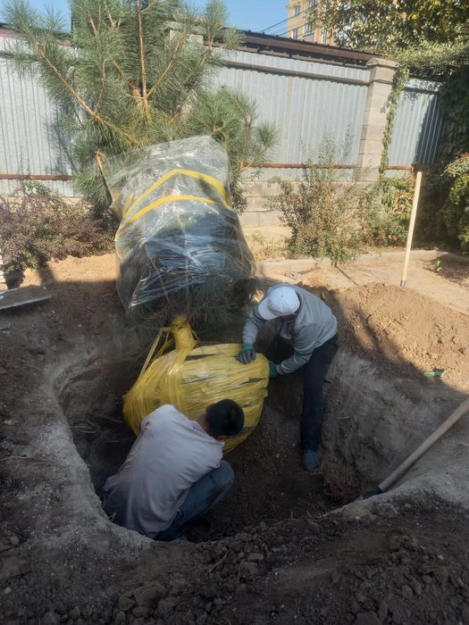 Посадка, пересадка растений.