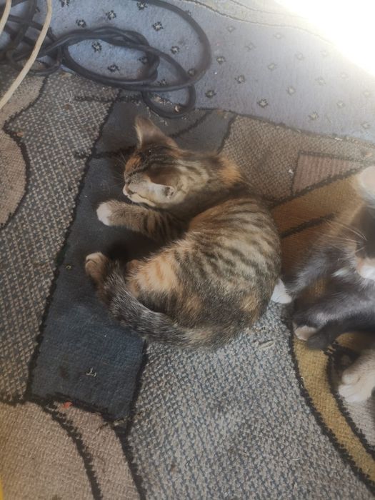 Отдам котят в добрые руки