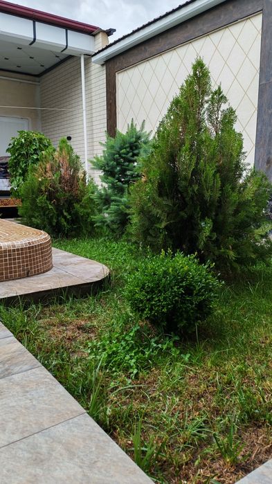Oqtosh dacha toza xavo  оила ун ( без маклер)