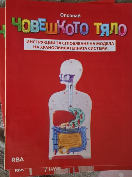 Скелет човешкото тяло и модел хранисмилателна система