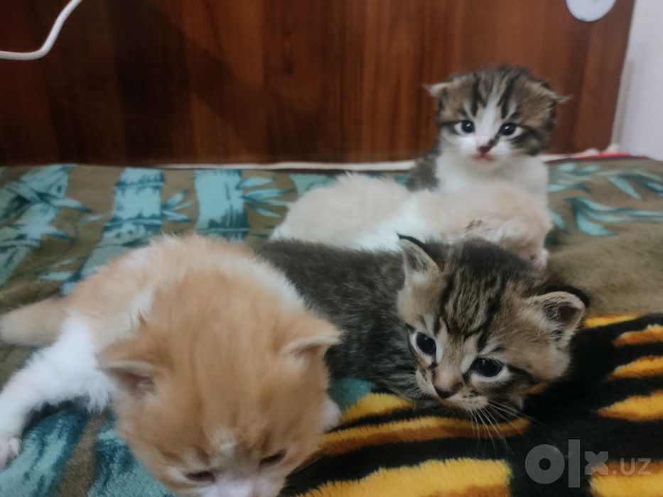 Продам котят -(4)-
