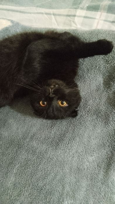 Продаётся идеалный фолд не дорого.