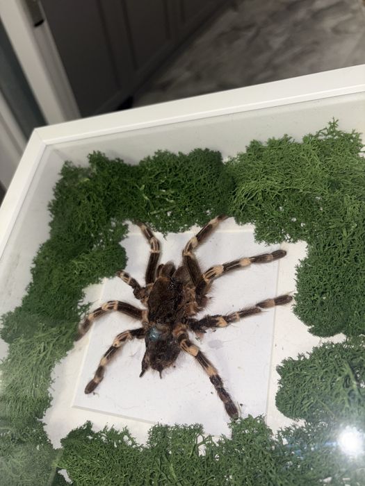 Vand decoratiune speciala tarantula impaiata mare in rama tablou suvenir cadou special insecta exotica cu muschi stabilizat vopsit