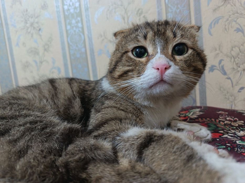 Мушук сотилади исми Локи