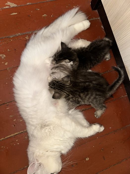 Отдаю котят в хорошие руки