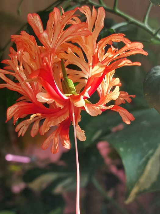 Гибискус.  Укорененные черенки.