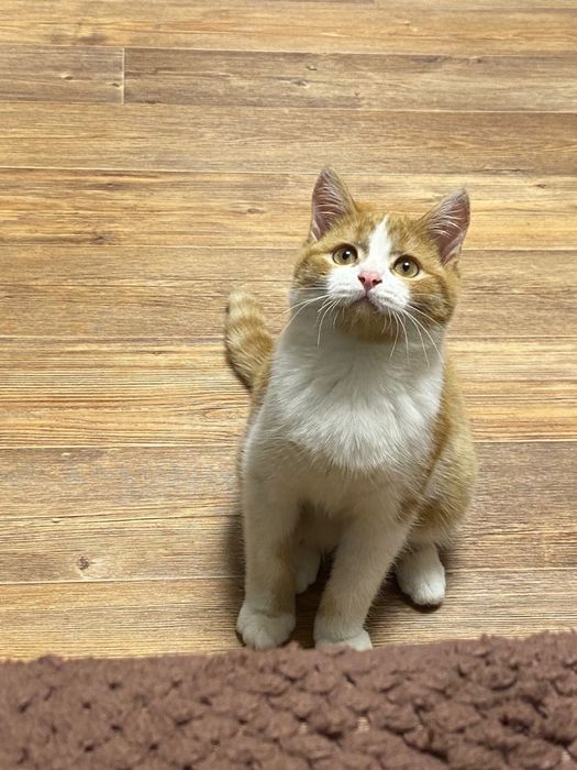 Котики ищут себе дом