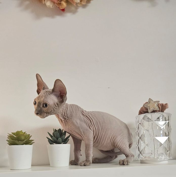 Baietel sphynx/sfinx  deosebit