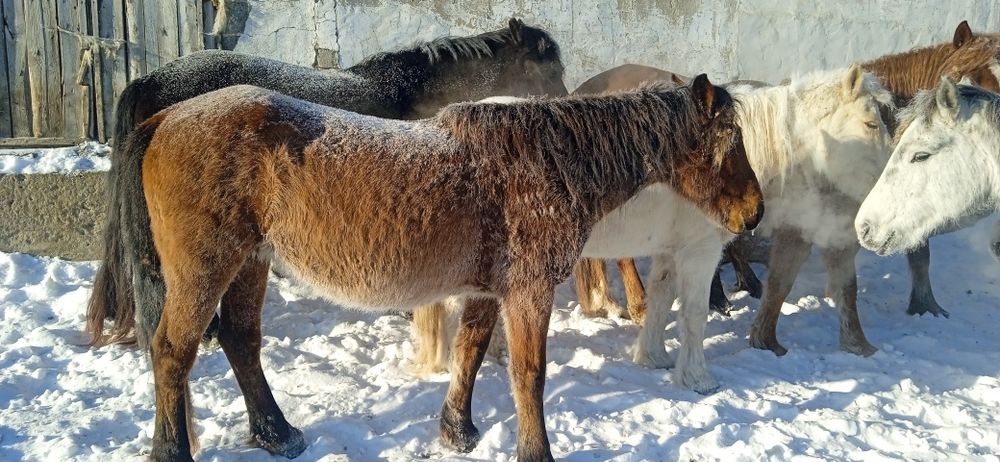 Продам кобылу жеребую