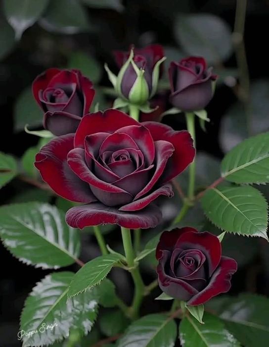 Роза көшет. Сорт черная магия.