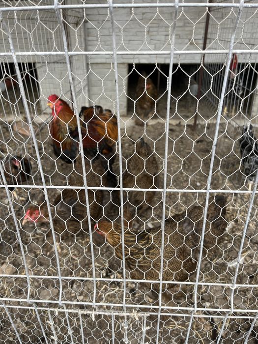 Vând păsări rasă pură Brahma Potârnichiu