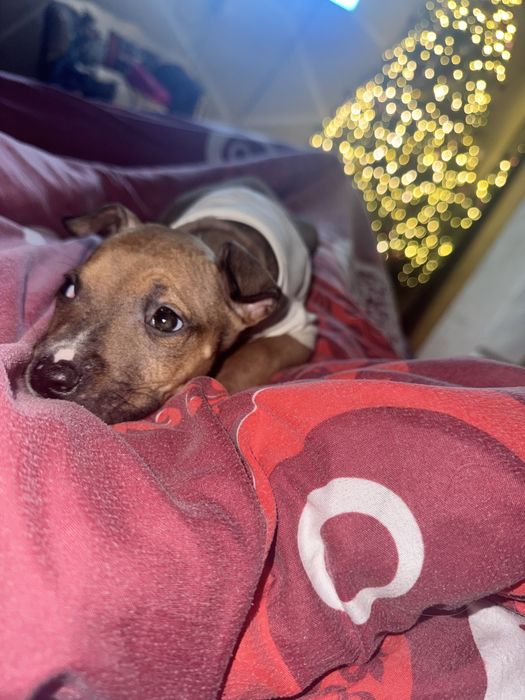 Стаффорд весёлый игривый