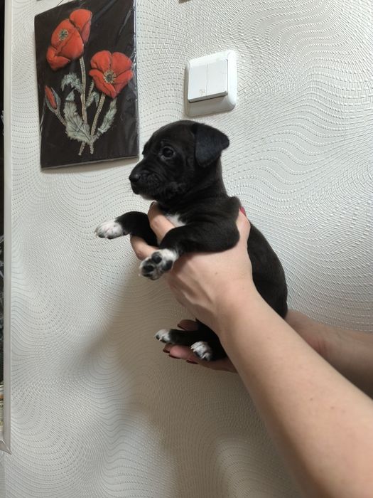 Две радостных пиратки!