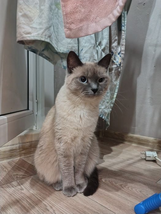 Кошечка в добрые руки