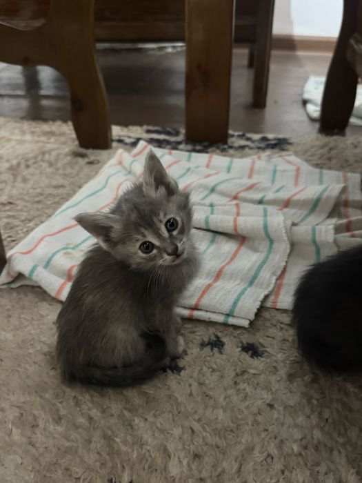 Котята 1,5 месячные! Приучены к лотку! Бесплатно!