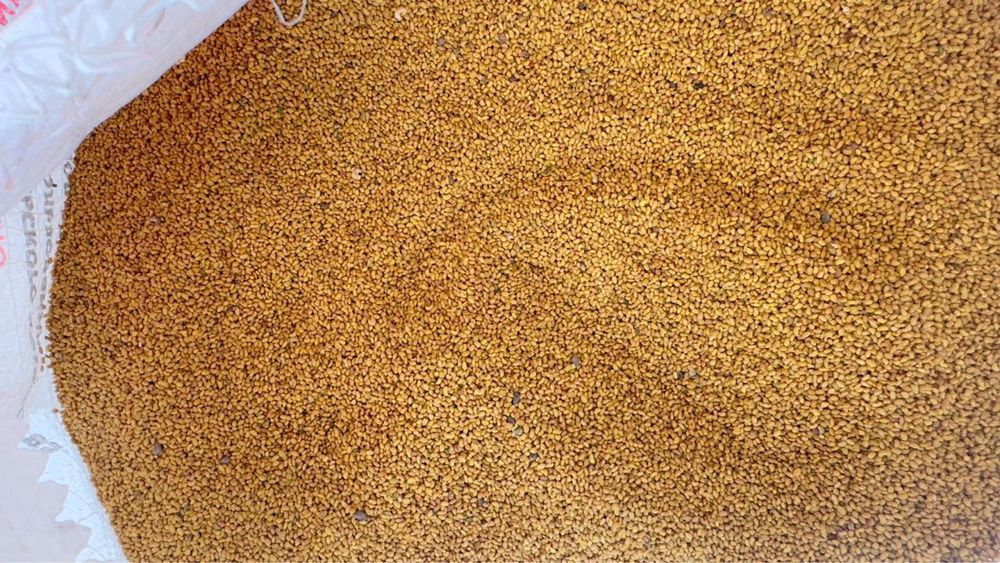 Семена клевера жонышка