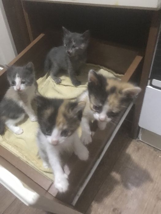 Очень красивые котята