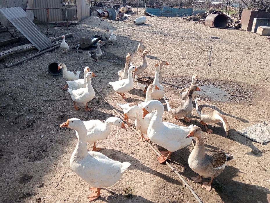 Қаздар сатылады .