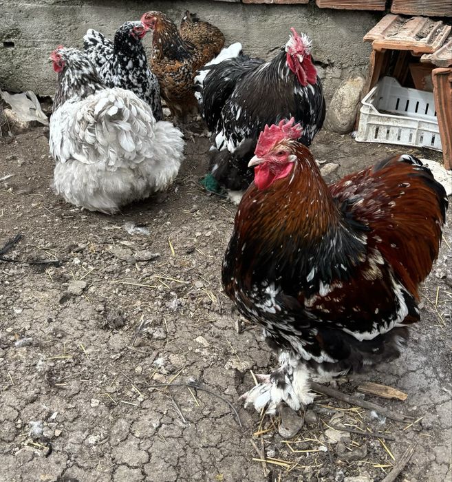 Разплодни яйца от Кохин