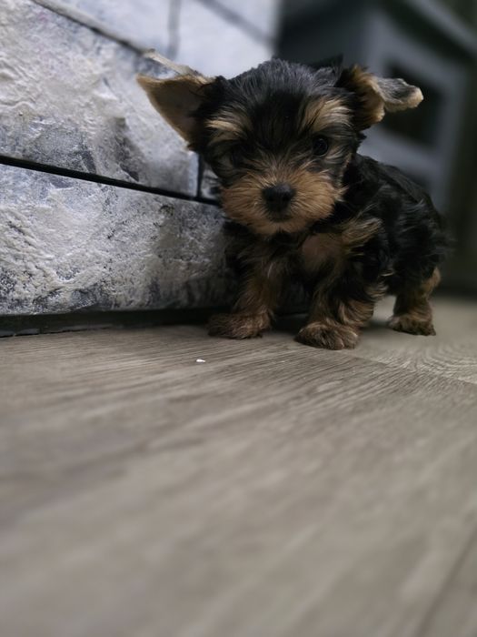 Йоркширский терер кобель