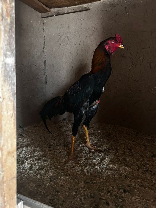 Дакан шоже 25.000