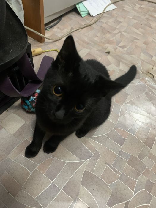 Отдам доброго милого котенка