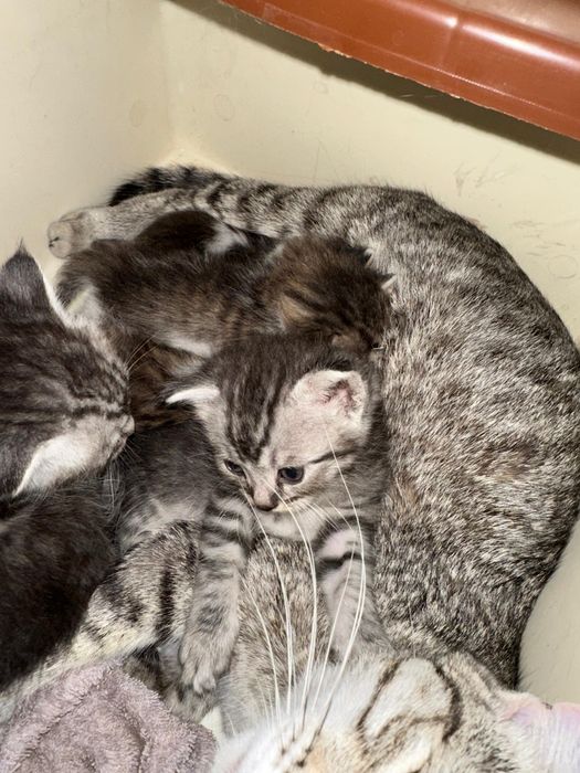 Отдам котят в хорошие руки))
