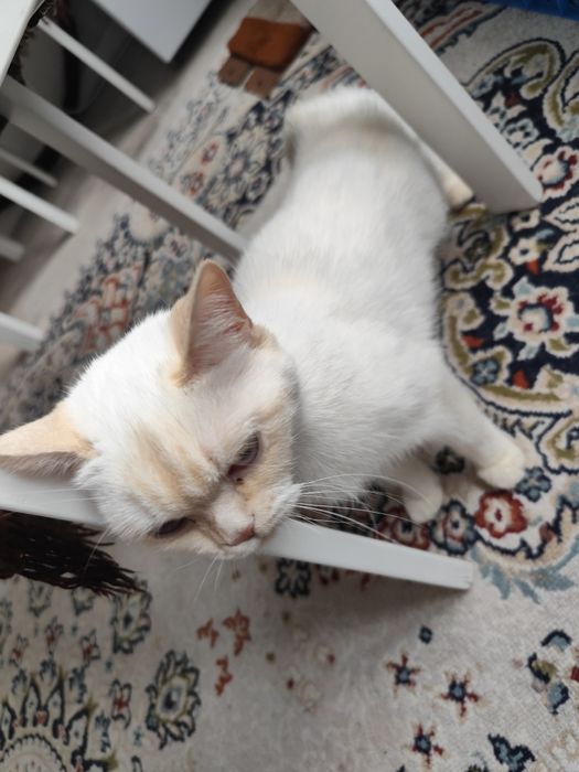 Шотландская кошечка ищет дом