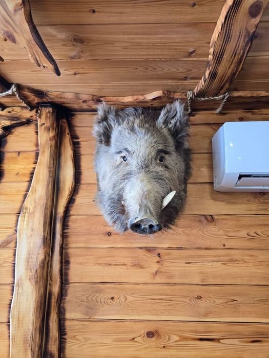 Чучело головы кабана